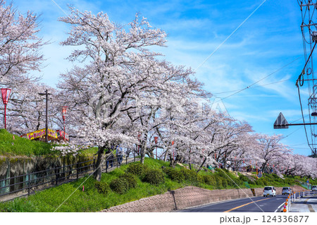 〈島根県〉斐伊川堤防の満開の桜並木 124336877