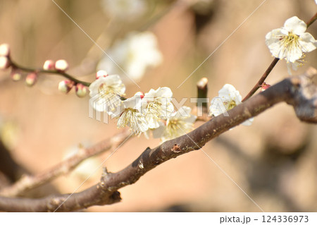 早春の白梅 早春の白梅 124336973