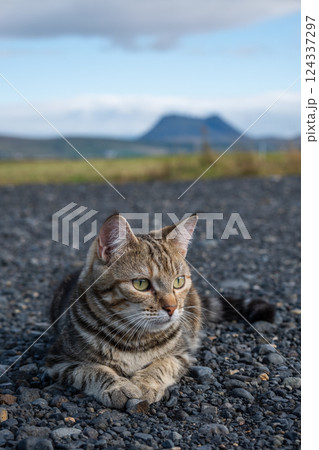 Tabby cat resting on rocky ground with Icelandic mountains in the background. Icelandic landscape. Concept of peaceful nature, animal relaxation, and outdoor exploration. Vertical photo. 124337297
