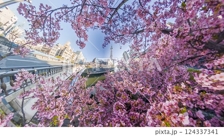 「東京都」全天球カメラで河津桜とスカイツリーを撮影 「東京都」全天球カメラで河津桜とスカイツリーを撮影 124337341