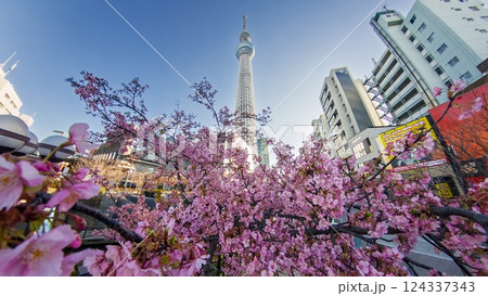 「東京都」全天球カメラで河津桜とスカイツリーを撮影 「東京都」全天球カメラで河津桜とスカイツリーを撮影 124337343