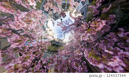 「東京都」全天球カメラで河津桜とスカイツリーを撮影 124337344