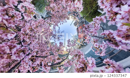 「東京都」全天球カメラで河津桜とスカイツリーを撮影 124337347