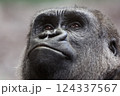 close-up of a black gorilla in a thoughtful attitude 124337567