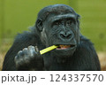 close-up of a gorilla eating 124337570