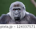 close-up of a black gorilla 124337571