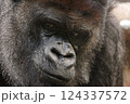 Close-up of a silverback gorilla in a thoughtful attitude 124337572