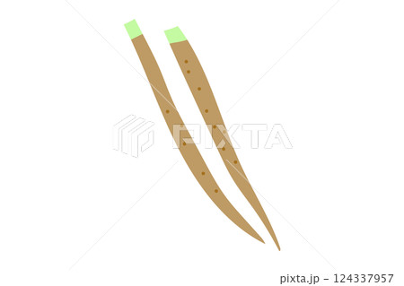 ゴボウのイラスト ゴボウのイラスト 124337957