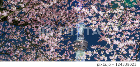 「東京都」夜桜と東京スカイツリー　隅田公園 124338023