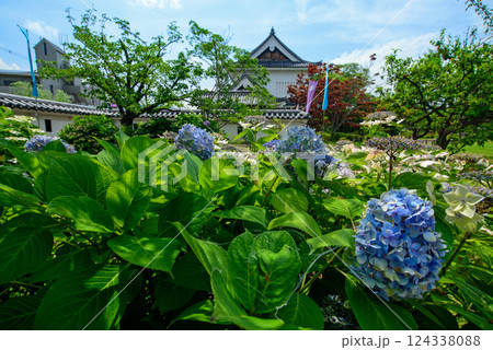 京都　紫陽花咲く勝龍寺城 124338088