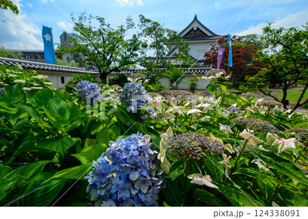 京都 紫陽花咲く勝龍寺城 京都 紫陽花咲く勝龍寺城 124338091