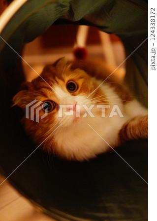 見つめる猫 124338172