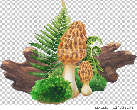 Realistic watercolor Yellow Morrel mushroom surrounded with a log, moss and fern leaves. Realistic watercolor Yellow Morrel mushroom surrounded with a log, moss and fern leaves. 124338178