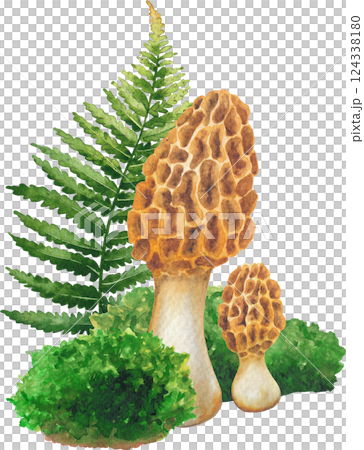 Realistic watercolor Yellow Morrel mushrooms surrounded with a moss and fern leaves, isolated on a black background 124338180
