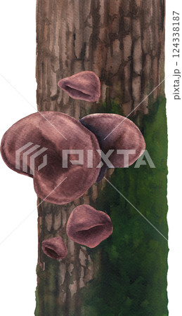Realistic watercolor Wood Ear mushroom growing on a mossy tree trunk, isolated on a white background Realistic watercolor Wood Ear mushroom growing on a mossy tree trunk, isolated on a white background 124338187