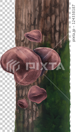 Realistic watercolor Wood Ear mushroom growing on a mossy tree trunk, isolated on a white background Realistic watercolor Wood Ear mushroom growing on a mossy tree trunk, isolated on a white background 124338187