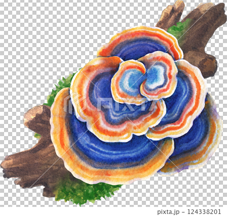 Realistic watercolor Turkey Tail mushroom growing on a mossy log, isolated on a white background 124338201