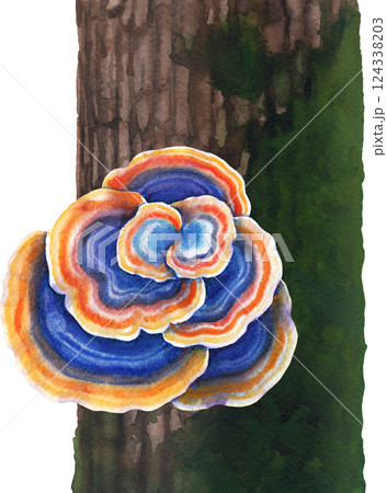 Realistic watercolor Turkey Tail mushroom growing on a mossy tree trunk, isolated on a white background Realistic watercolor Turkey Tail mushroom growing on a mossy tree trunk, isolated on a white background 124338203