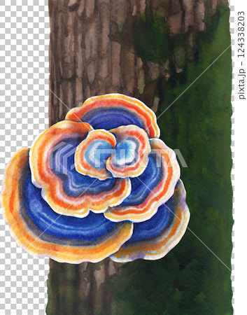 Realistic watercolor Turkey Tail mushroom growing on a mossy tree trunk, isolated on a white background Realistic watercolor Turkey Tail mushroom growing on a mossy tree trunk, isolated on a white background 124338203