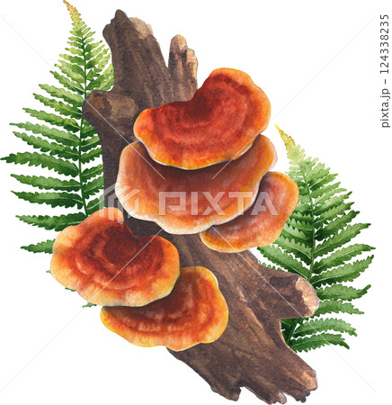 Realistic watercolor Reishi mushrooms grows from a log and decorated with fern leaves 124338235