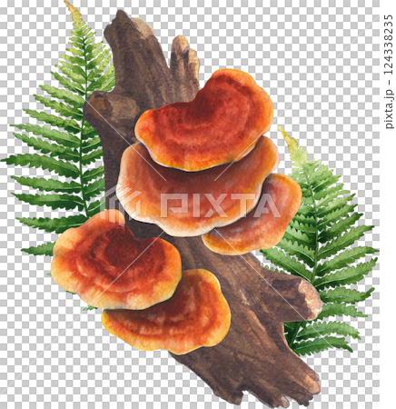Realistic watercolor Reishi mushrooms grows from a log and decorated with fern leaves 124338235