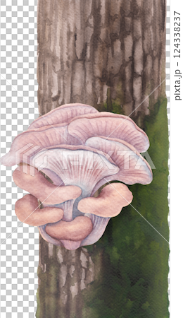 Realistic watercolor Oyster mushroom growing on a mossy tree trunk, isolated on a white background 124338237