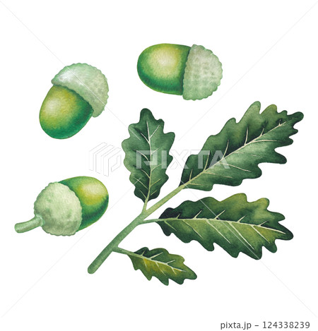 Watercolor Oak leaves and acorn isolated on a white background 124338239