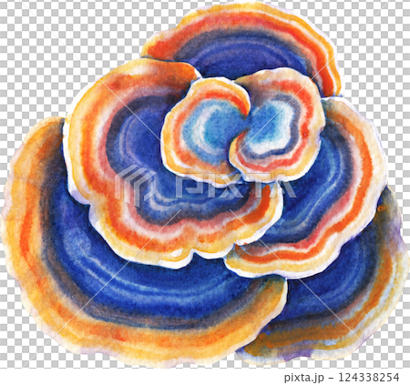 Realistic watercolor Turkey Tail mushroom isolated on a white background 124338254