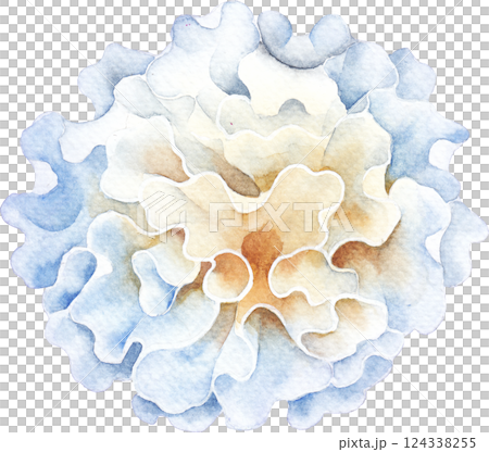 Realistic watercolor Snow Fungus mushroom isolated on a white background 124338255