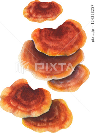 Realistic watercolor Reishi mushroom isolated on a white background 124338257