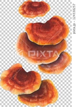 Realistic watercolor Reishi mushroom isolated on a white background 124338257