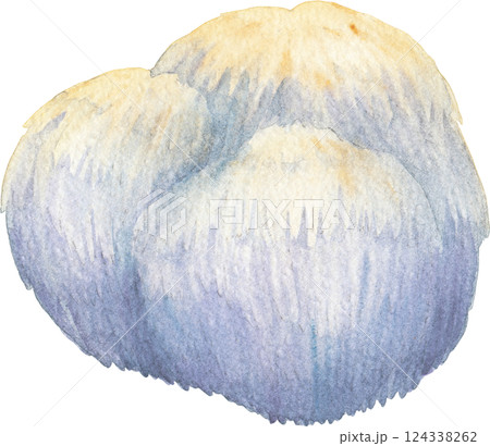 Realistic watercolor Lion's Mane mushroom isolated on a white background 124338262