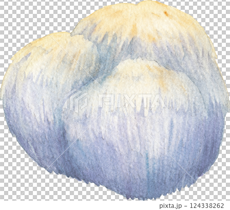 Realistic watercolor Lion's Mane mushroom isolated on a white background 124338262