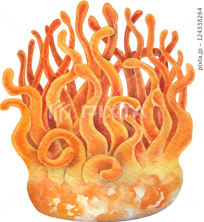 Realistic watercolor Cordyceps mushroom isolated on a white background 124338264