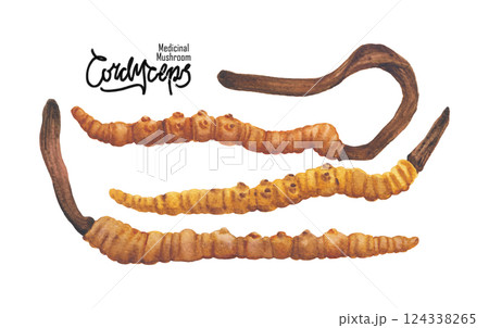 Realistic watercolor Cordyceps mushroom isolated on a white background 124338265