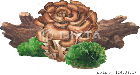 Realistic watercolor composition of Maitake mushroom, log and moss isolated on a white background 124338317