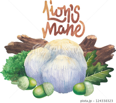 Watercolor Lion's Mane mushroom surrounded with a log, moss, oak leaves and acorns 124338323