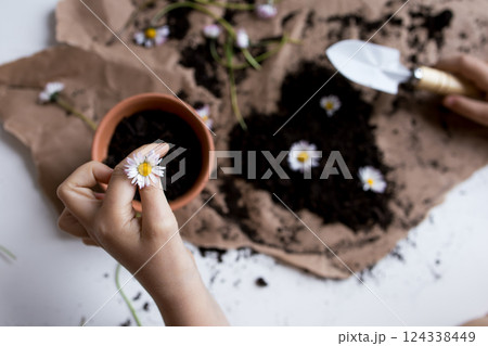 Female hands gardening with daisies and soil on brown paper background Female hands gardening with daisies and soil on brown paper background 124338449