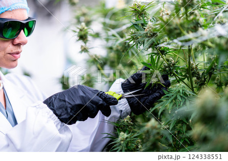 A skilled worker carefully trims cannabis buds, highlighting agricultural practices for medical use. A skilled worker carefully trims cannabis buds, highlighting agricultural practices for medical use. 124338551