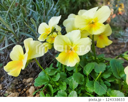 パンジーの花 124338633