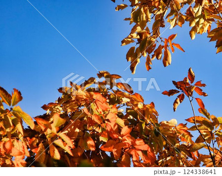 コナラの紅葉 124338641