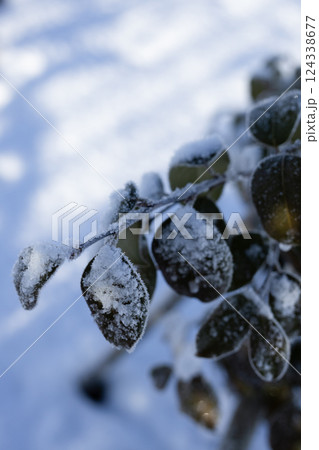 雪と霜に覆われた葉 124338677