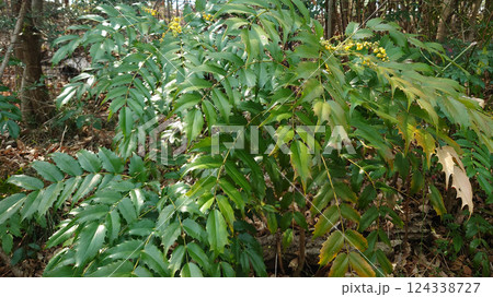 ヒイラギ ヒイラギナンテン 124338727