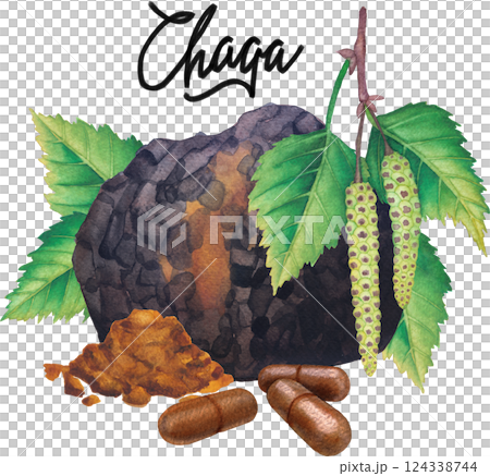 Realistic watercolor Chaga mushroom decorated with Birch leaves, catkins, pills and powder Realistic watercolor Chaga mushroom decorated with Birch leaves, catkins, pills and powder 124338744
