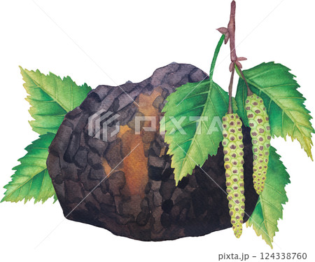 Realistic watercolor Chaga mushroom decorated with Birch leaves and catkins 124338760