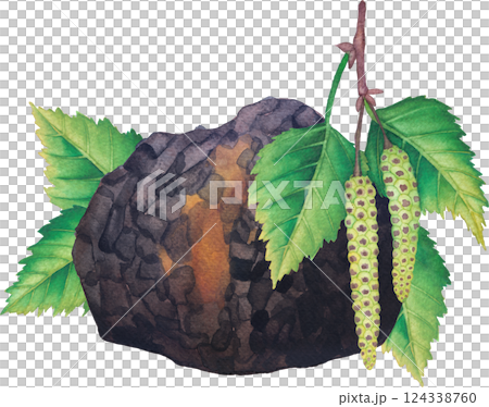 Realistic watercolor Chaga mushroom decorated with Birch leaves and catkins 124338760