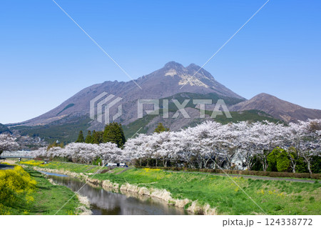 湯布院　桜並木と菜の花と由布岳 124338772