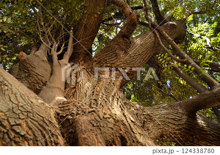 埼玉県鴻巣市滝馬室の氷川神社 拝殿横の大木のスダジイ 埼玉県鴻巣市滝馬室の氷川神社 拝殿横の大木のスダジイ 124338780