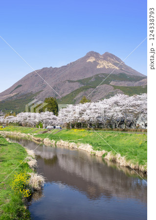 湯布院 桜並木と菜の花と由布岳 湯布院 桜並木と菜の花と由布岳 124338793