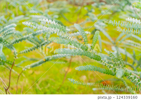 A tropical plant. A tropical plant. 124339160